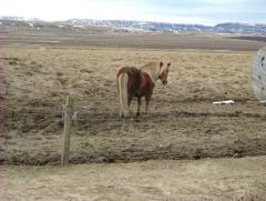 Photo /users/aendr/whiterabbit/804