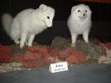 Photo /users/aendr/whiterabbit/810