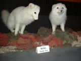 Photo /users/aendr/whiterabbit/810