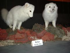 Photo /users/aendr/whiterabbit/810