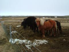 Photo /users/aendr/whiterabbit/838