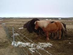 Photo /users/aendr/whiterabbit/840