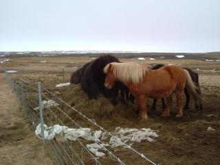 Photo /users/aendr/whiterabbit/840