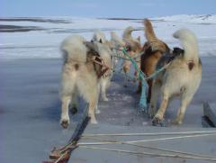 Photo /users/aendr/whiterabbit/901