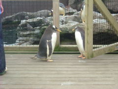 Photo /users/aendr/whiterabbit/936