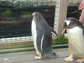 Photo /users/aendr/whiterabbit/937