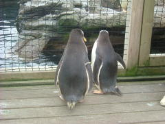 Photo /users/aendr/whiterabbit/938