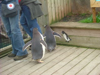 Photo /users/aendr/whiterabbit/939