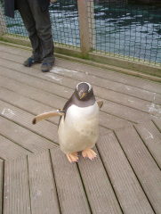 Photo /users/aendr/whiterabbit/940