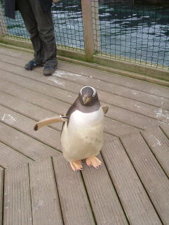 Photo /users/aendr/whiterabbit/940