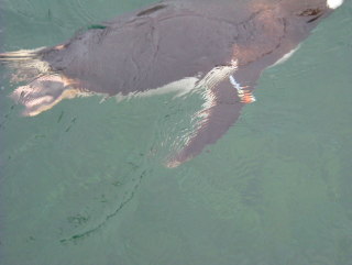 Photo /users/aendr/whiterabbit/942