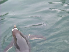 Photo /users/aendr/whiterabbit/946