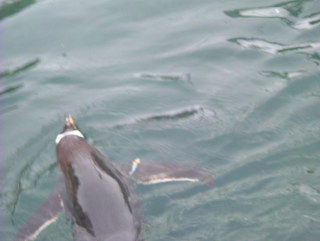 Photo /users/aendr/whiterabbit/946