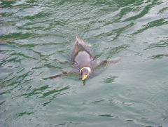 Photo /users/aendr/whiterabbit/947