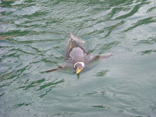 Photo /users/aendr/whiterabbit/947