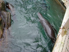 Photo /users/aendr/whiterabbit/955