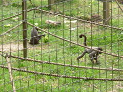 Photo /users/aendr/whiterabbit/99