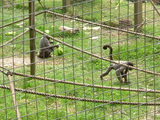 Photo /users/aendr/whiterabbit/99