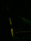Photo /users/ganesh/banana/1571