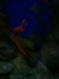 Photo /users/ganesh/banana/1838
