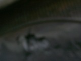 Photo /users/ganesh/banana/2368