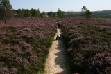 Photo /users/ganesh/events/derbyshire2012/132