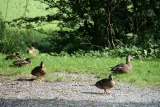Photo /users/ganesh/events/derbyshire2012/395