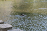 Photo /users/ganesh/events/derbyshire2012/435