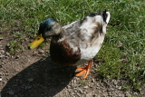 Photo /users/ganesh/events/derbyshire2012/450