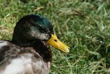 Photo /users/ganesh/events/derbyshire2012/453