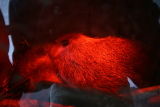 Photo /users/ganesh/gryphon/1284