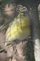 Photo /users/ganesh/gryphon/1286