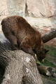 Photo /users/ganesh/gryphon/1305
