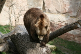 Photo /users/ganesh/gryphon/1306
