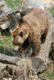 Photo /users/ganesh/gryphon/1307
