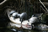 Photo /users/ganesh/gryphon/1311