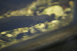 Photo /users/ganesh/gryphon/1314
