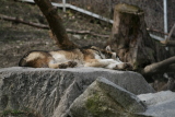 Photo /users/ganesh/gryphon/1327