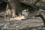 Photo /users/ganesh/gryphon/1330