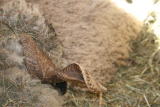 Photo /users/ganesh/gryphon/1331