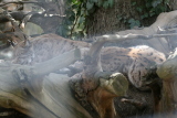 Photo /users/ganesh/gryphon/1332