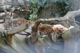 Photo /users/ganesh/gryphon/1333