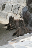 Photo /users/ganesh/gryphon/1334