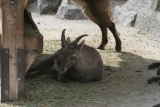 Photo /users/ganesh/gryphon/1335