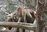 Photo /users/ganesh/gryphon/1336