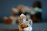 Photo /users/ganesh/gryphon/1365