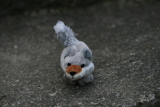 Photo /users/ganesh/gryphon/1543
