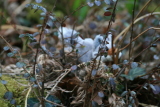 Photo /users/ganesh/gryphon/1544
