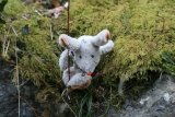 Photo /users/ganesh/gryphon/1552