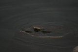 Photo /users/ganesh/gryphon/1896